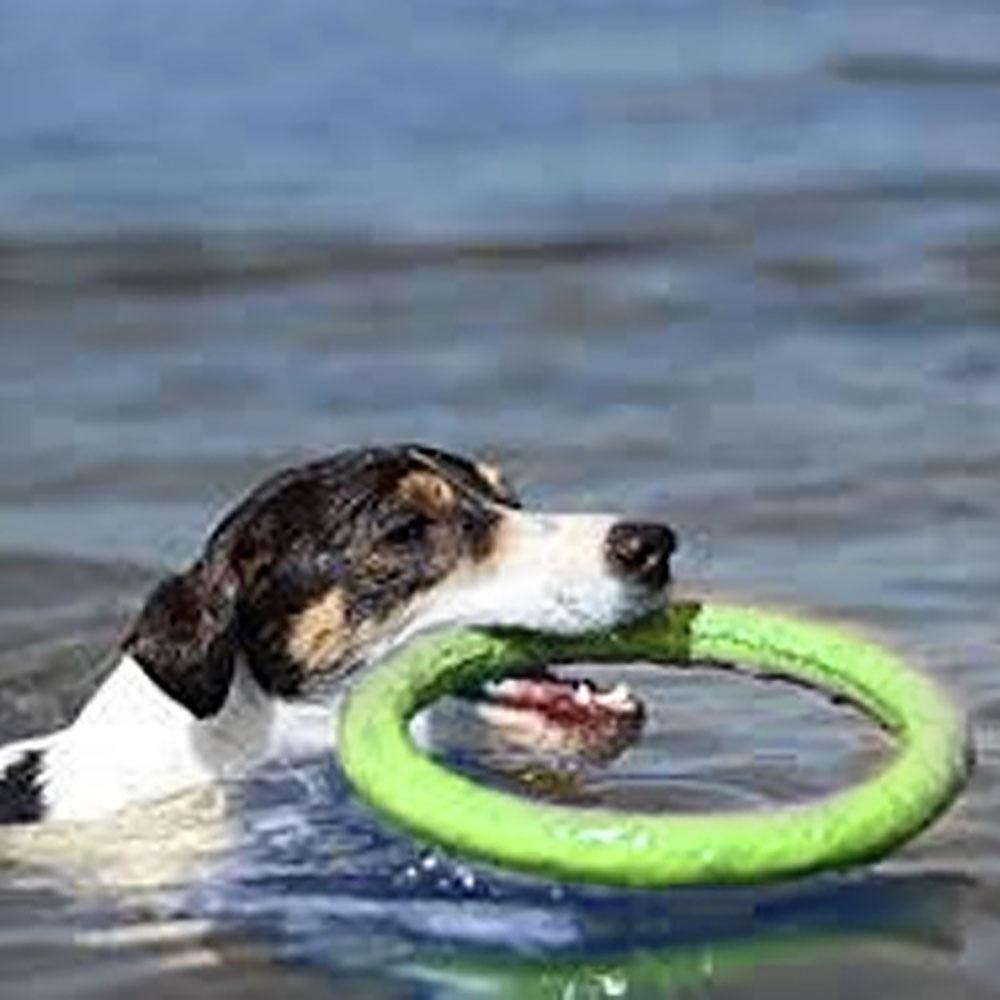 Interactive Training Dog Toy